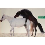 OLIVIERO TOSCANI United Colours of Benetton Two Horses Poster 1990 61 x 91cm