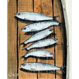 Artist: Sarah J Brown Title: Pilchards & Pitch Size: 35 x 28.5 x 1.