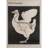 Skelett Haushuhn Linen backed poster Produced in German Democratic Republic 90 x 67cm