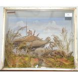 A stuffed corncrake and chicks, in a glazed case with paper label of W.