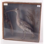 A stuffed curlew in a glazed case, 49 x 48.5cm.