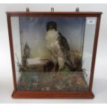 A Victorian oak cased and stuffed peregrine falcon,