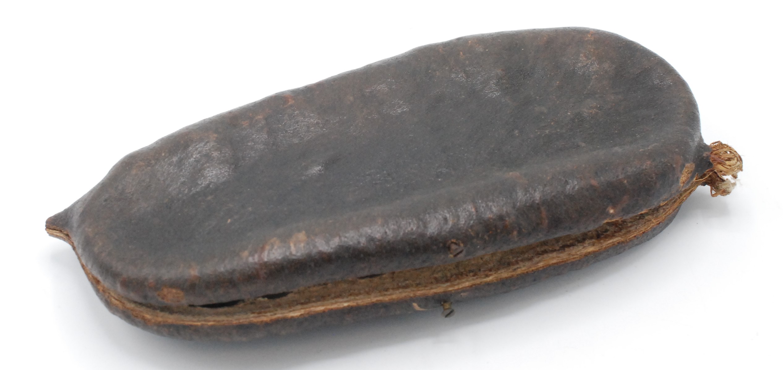 An cocoa seed pod, the hinged cover opening to reveal ten beans, length 20cm. - Image 2 of 2