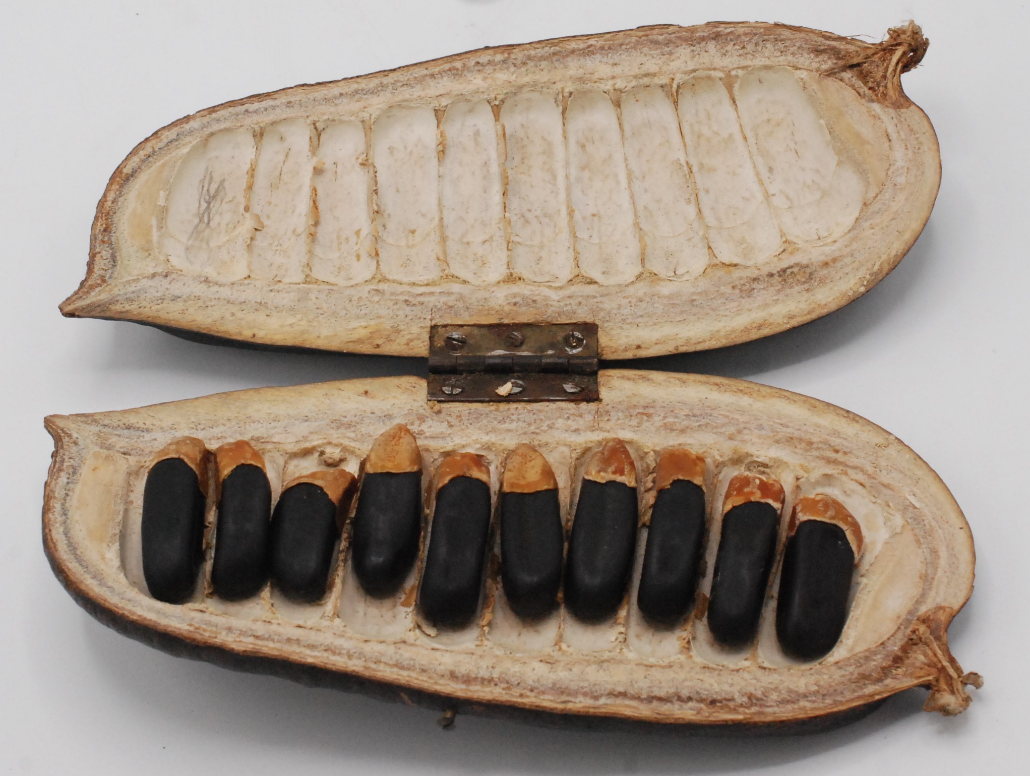 An cocoa seed pod, the hinged cover opening to reveal ten beans, length 20cm.