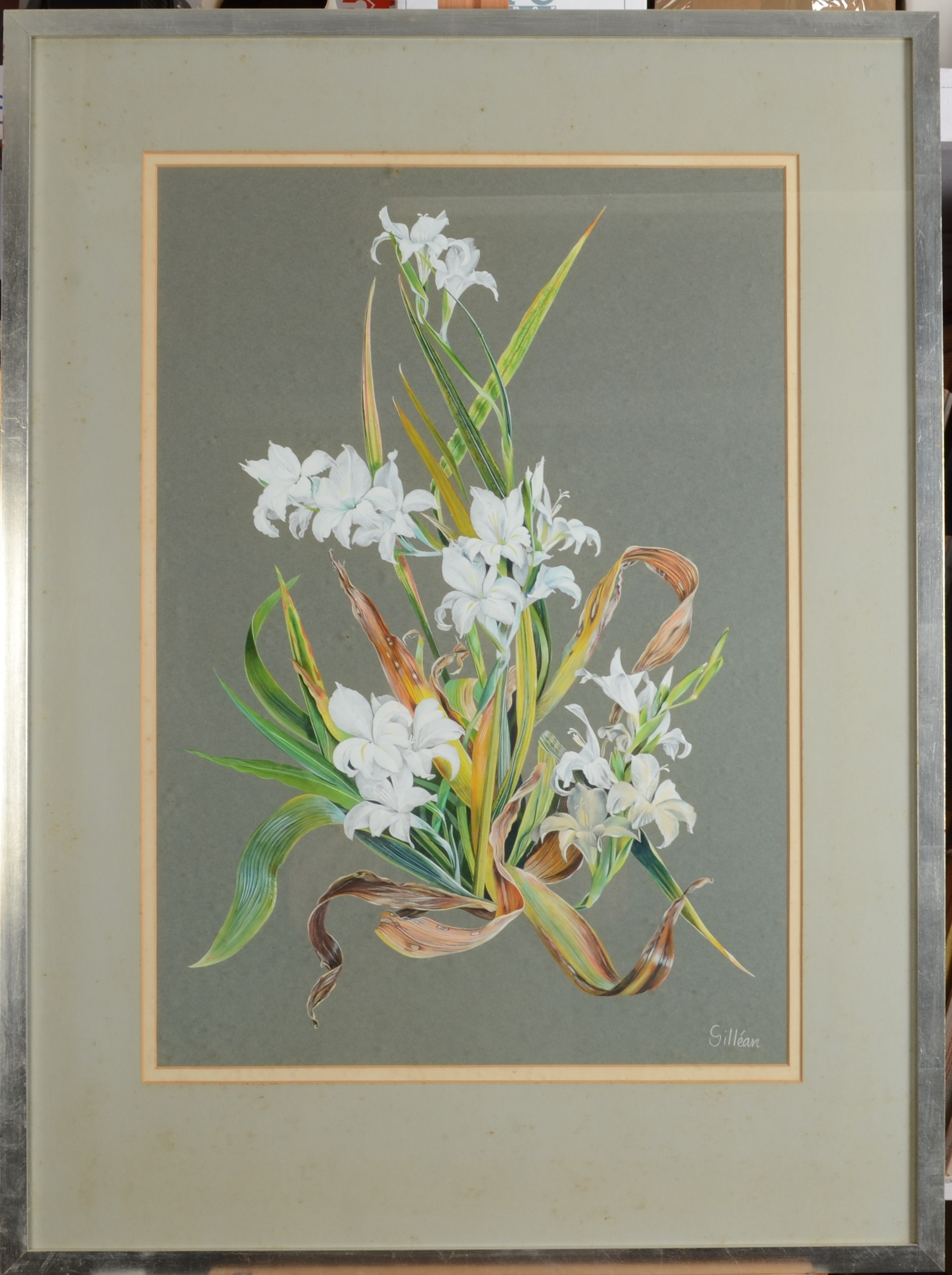 GILLEAN WHITAKER Botanical Studies - a pair Watercolour Signed 63 x 45 cm - Image 3 of 5