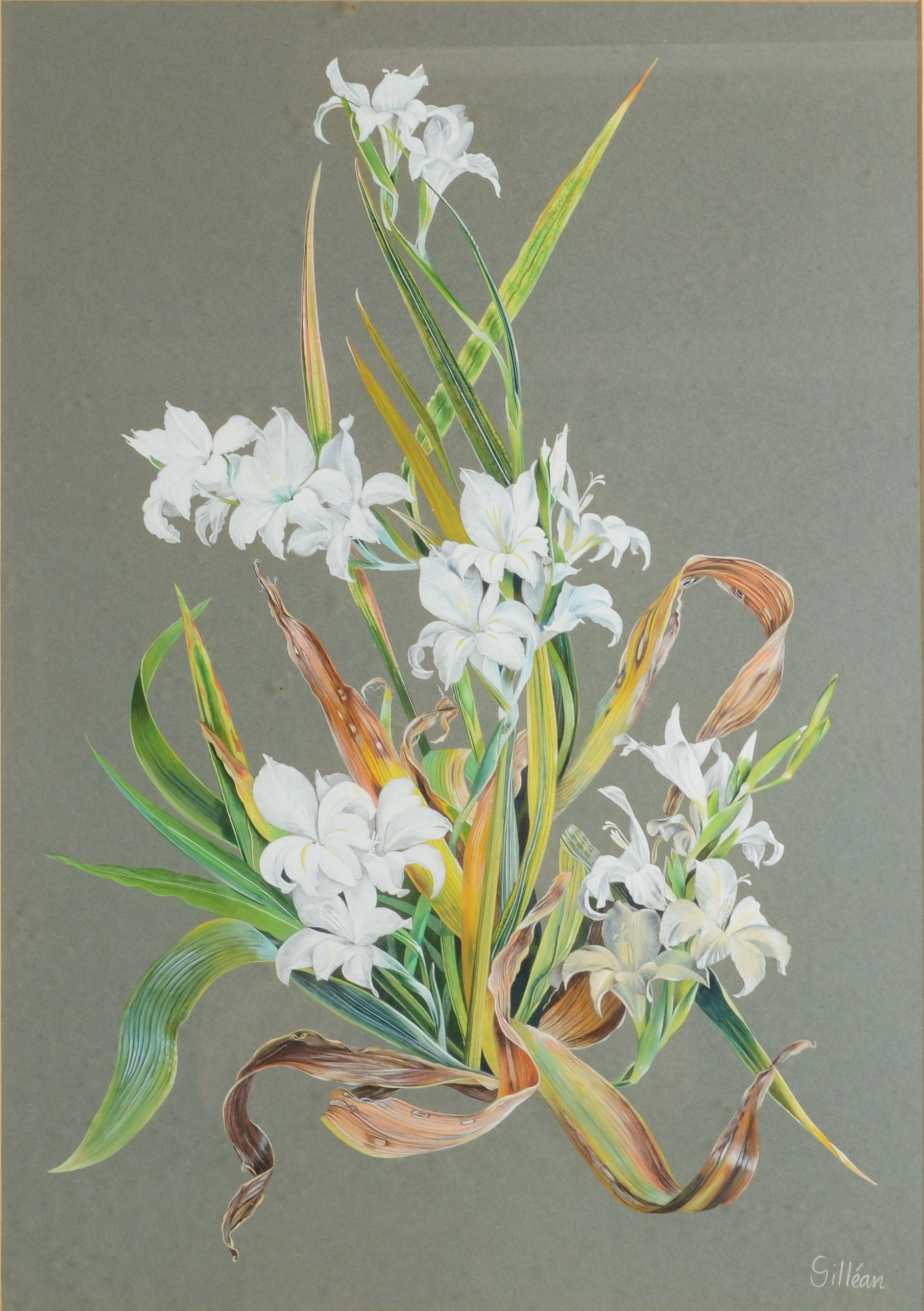 GILLEAN WHITAKER Botanical Studies - a pair Watercolour Signed 63 x 45 cm - Image 2 of 5