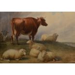 Style of THOMAS SYDNEY COOPER Recumbent Sheep and a Cow Watercolour 48 x 69 cm