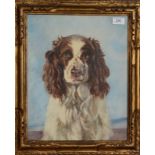 HANNAH WESTON ? Springer Spaniel Watercolour Signed 39.5 x 31.