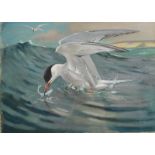 ALLEN WILLIAM SEABY Common tern taking a mackerel Oil on canvas board Signed 32 x 44cm This is