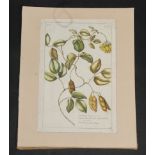 A French botanical engraving, labelled 'by Buchot, 1760's', 41.5 x 33.5cm.