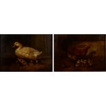 ROBERT CLEMINSON A Hen and Chicks and A Duck with Ducklings A pair of oils on canvas Signed 25 x