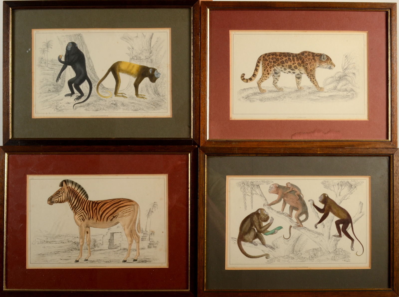 Various Wildlife Hand coloured prints A Fullarton & Co 6 pieces 15 x 23 cm