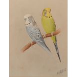 F CLIFFORD Budgerigar Watercolour 24 x 19 cm