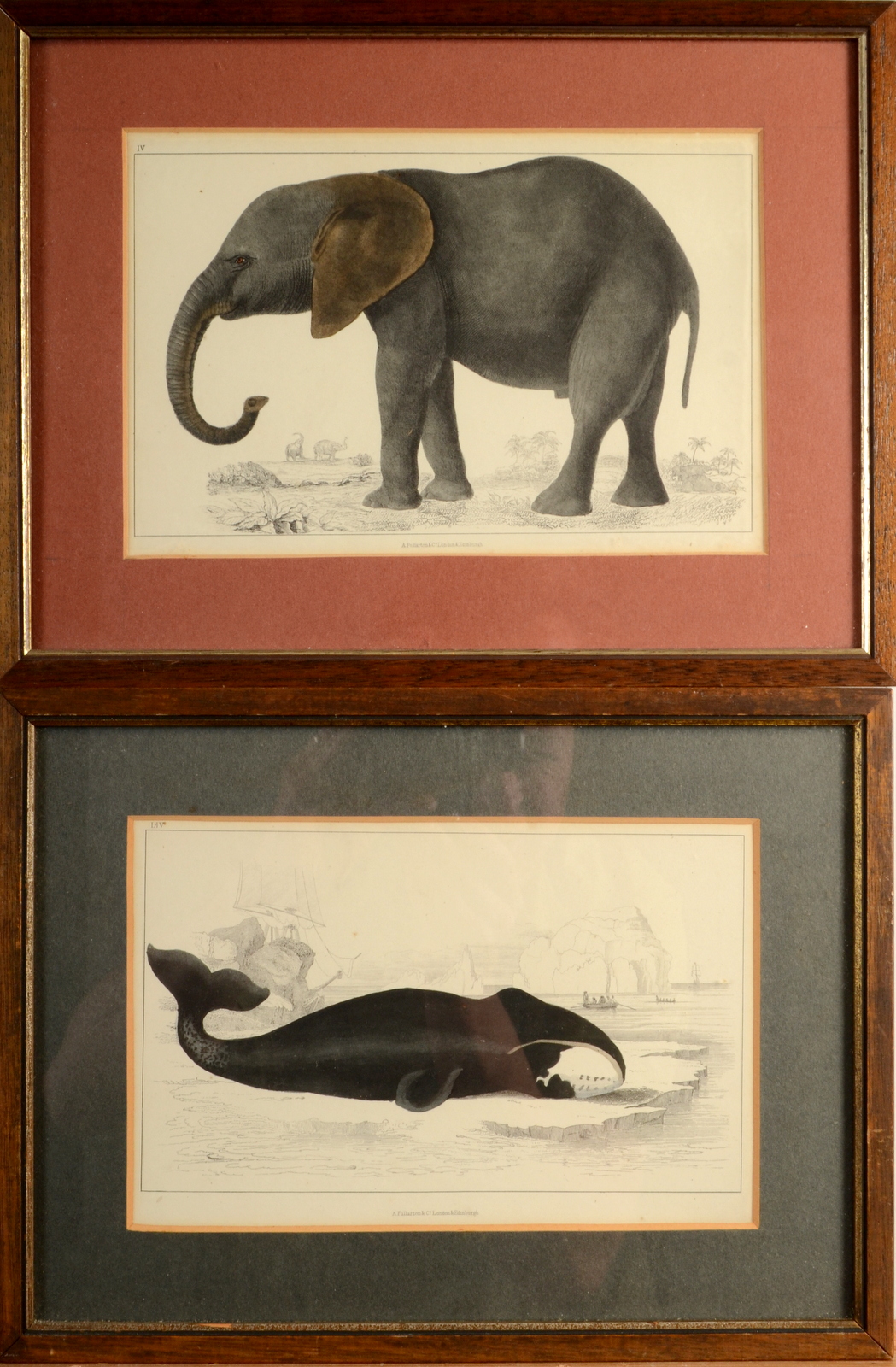 Various Wildlife Hand coloured prints A Fullarton & Co 6 pieces 15 x 23 cm - Image 6 of 7