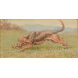 STEPHEN T DADD Bloodhound on the scent Watercolour Initialled 9 x 17cm Condition