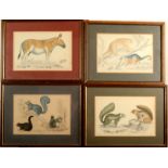 Various Wildlife Hand coloured prints A Fullarton & Co 7 pieces 15 x 23 cm