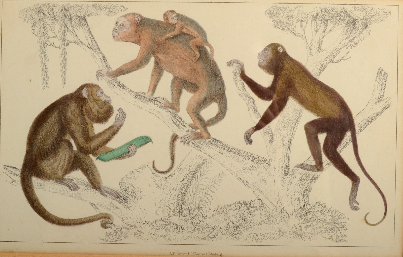 Various Wildlife Hand coloured prints A Fullarton & Co 6 pieces 15 x 23 cm - Image 5 of 7