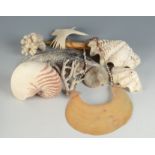 A natural Nautilus shell, other shells and coral.