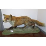A taxidermy stuffed fox, on a naturalistic green shaped base, length 86cm.