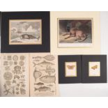 A collection of prints and engravings related to butterflies, dogs and marine life,