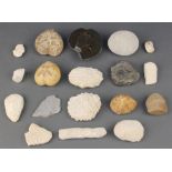 A collection of fossils