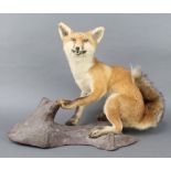 A stuffed and preserved figure of a seated fox 25"