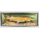 A Cooper style stuffed and mounted pike, contained in a bow fronted case 15"h x 41"w x 7"d