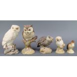 5 Aynsley figures - Snowy Owl 1975 7", Scops Owl 1975 8", Little Owl 1975 4 1/2", Baby Owl 1975 4"