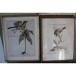 After G EDUARD, coloured birds prints (4