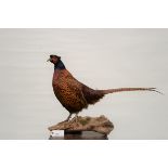 A 20TH CENTURY TAXIDERMY STUDY OF A PHEASANT (Phasiandge) standing on a log, 18 ins high.