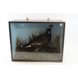 A 19TH CENTURY TAXIDERMY STUDY OF A BLACK LYRE TAIL GROUSE, (Tetrao tetrix),