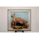 A 20TH CENTURY TAXIDERMY STUDY OF A DOG FOX, (Vulpes), in an ebonised glazed case, 30 ins x 32 ins.