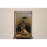 A TAXIDERMY STUDY OF A LONG EARED OWL (Asio Otus) in glazed lift top display case,