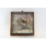 A 20TH CENTURY TAXIDERMY STUDY OF A SAND PIPER, in a glazed wall hanging case, 12 1/2 ins square.
