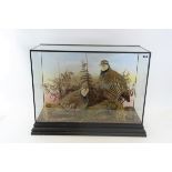 A 20TH CENTURY TAXIDERMY STUDY OF TWO PARTRIDGE (Gallinaceous) in an ebonised glazed case,