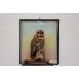 A TAXIDERMY STUDY OF TAWNY OWL (strix aluco) in a glazed wall hanging case,