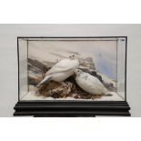 A TAXIDERMY STUDY OF TWO SNOWY PTARMIGAN (Lagopus Mutus), in an ebonised case, 16 ins x 22 ins.