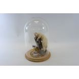 A 20TH CENTURY TAXIDERMY STUDY OF A WHITE STOAT, ( ) on a stump, under a glass dome,