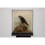 A TAXIDERMY STUDY OF A BUZZARD (Buteo Buteo) in a glazed ebonised case,