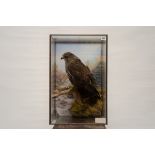 A TAXIDERMY STUDY OF A BUZZARD (Buteo Butes), in a glazed wall hanging case,