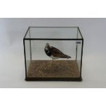 AN EARLY 20TH CENTURY TAXIDERMY STUDY OF A RUDDY TURNSTONE (arenaria interpres) in a four sided