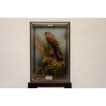 A TAXIDERMY STUDY OF A KESTREL (falco tinnuculous), in a glazed wall hanging case,