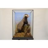 A 20TH CENTURY TAXIDERMY STUDY OF A BADGER (Meles Meles) in an ebonised case, 35 ins x 24 ins.