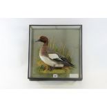 A 20TH CENTURY TAXIDERMY STUDY OF A WIDGEON (Mareca) in a glazed wall hanging case, 16 ins square.