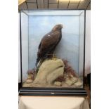 AN EARLY 20TH CENTURY TAXIDERMY STUDY OF A GOLDEN EAGLE (Aquila Chrysaetos), perched on a rocky tor,