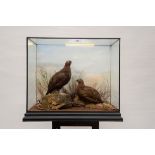 A TAXIDERMY STUDY OF TWO BROWN PTARMIGAN (Lagopus Mutus) in an ebonised glazed case,