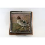 A 20TH CENTURY TAXIDERMY STUDY OF A TEAL (Anas Crecca) in a glazed wall hanging case,