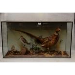 A 20TH CENTURY TAXIDERMY STUDY OF A MALE PHEASANT AND A SNIPE,