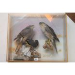 A TAXIDERMY STUDY OF TWO SPARROW HAWKS AND PREY (Accipter Nissus) in a glazed wall hanging case,