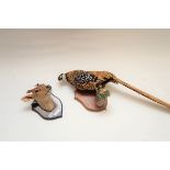 A TAXIDERMY STUDY OF A GOLDEN PHEASANT, mounted on a wall plaque and a ditto head of a MUNTJAK,